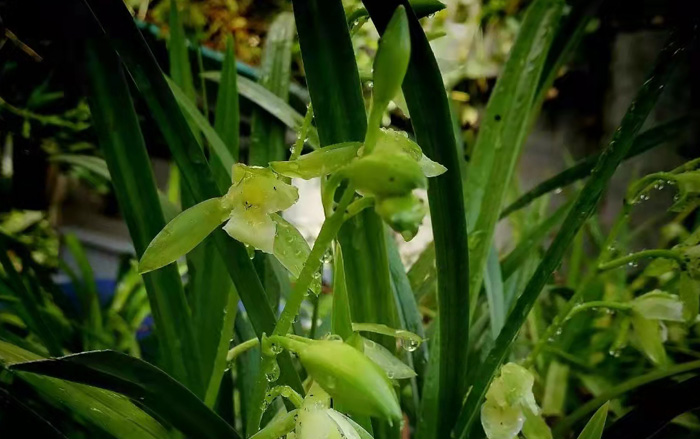 中國(guó)花木石古網(wǎng)